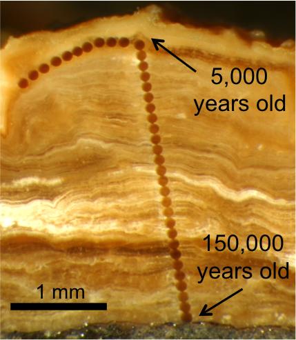 Pedothem Cross-Section