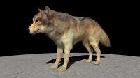 Computer Generated Wolf