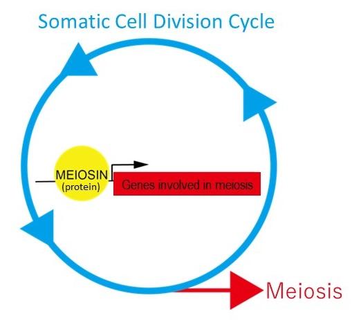 Schematic of Meiosis Being Activated by the Meiosin Gene during Somatic Cell Division (Mitosis)