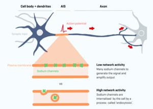 Axonal Initial Segment