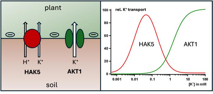 Potassium Uptake Systems of Plant Roots