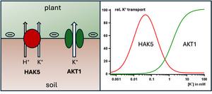 Potassium Uptake Systems of Plant Roots