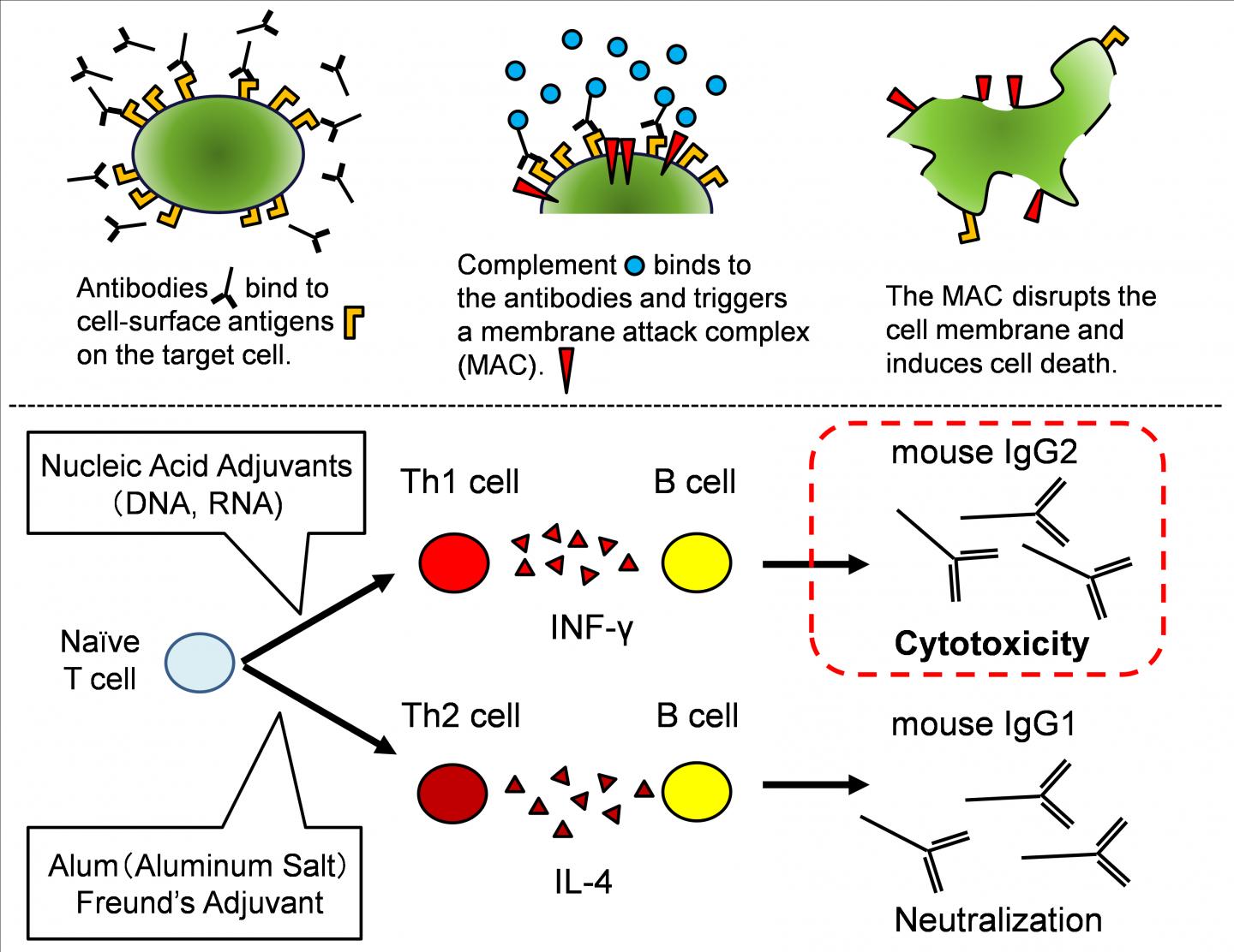 Antibodies Recognize [IMAGE] EurekAlert! Science News Releases