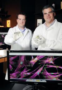Researchers Study Stem Cell Separation