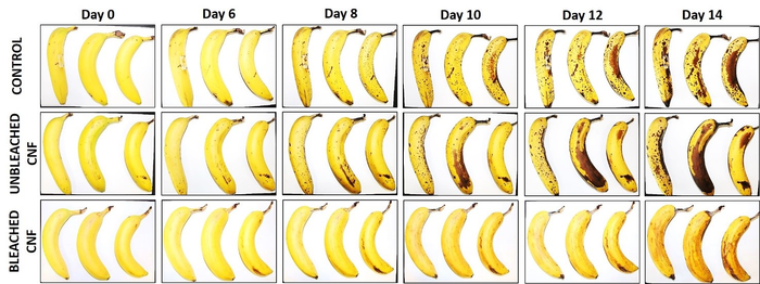 Bananas with and without Empa's cellulose coating in a shelf life test.