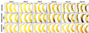 Bananas with and without Empa's cellulose coating in a shelf life test.