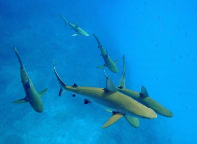 Gray Reef Sharks