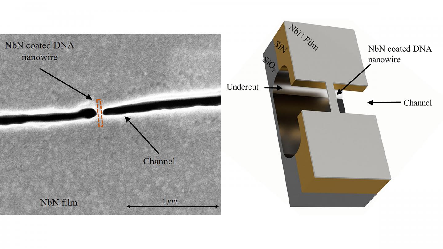 Schematic illustration of a niobium nitrate-coated DNA nanowire