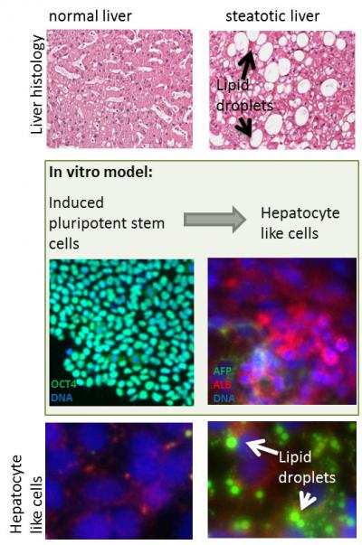 Histology and <i>in vitro</i> Model