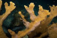 Spawning Elkhorn Coral