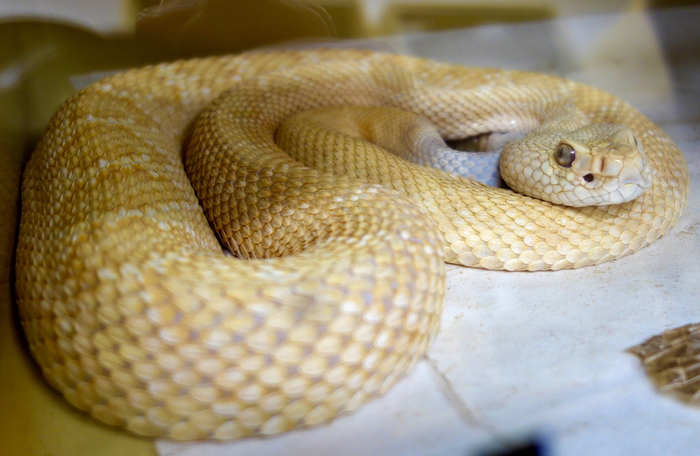 Albino western diamondback rattlesnake