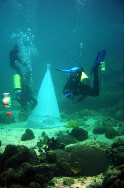 Discovery of How Coral Reefs Adapt to Global Warming Could Aid Reef Restoration (2 of 3)