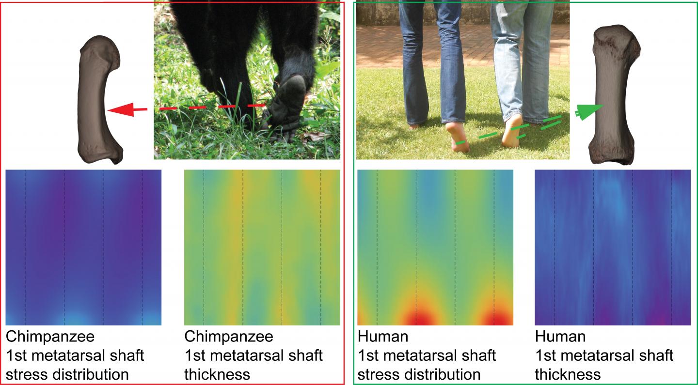 Correspondent Color Map