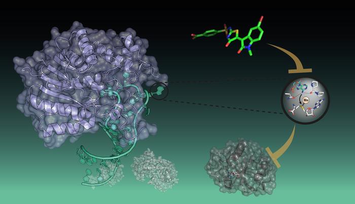 First inhibitor of the RNA-writer METTL16