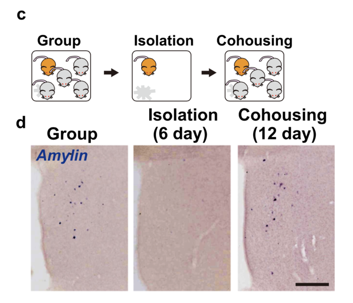 Social isolation leads to reduced amylin in the MPA