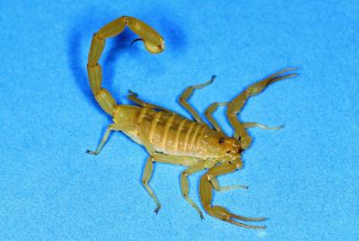 Bark Scorpion
