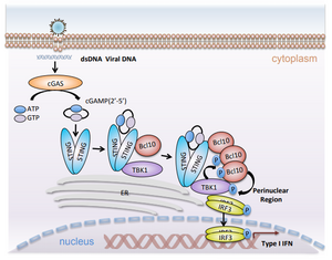 Bcl10 phosphorylation-dependent droplet-like condensation positively regulates DNA virus-induced innate immune signaling