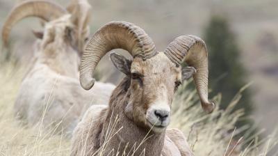 UW Study Reveals Big Game Animals Must Learn to Migrate