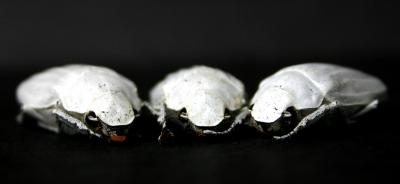 Cyphochilus Beetles
