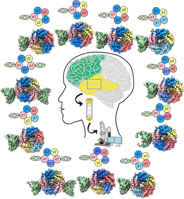 New map of brain receptors