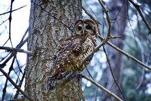 California Spotted Owl