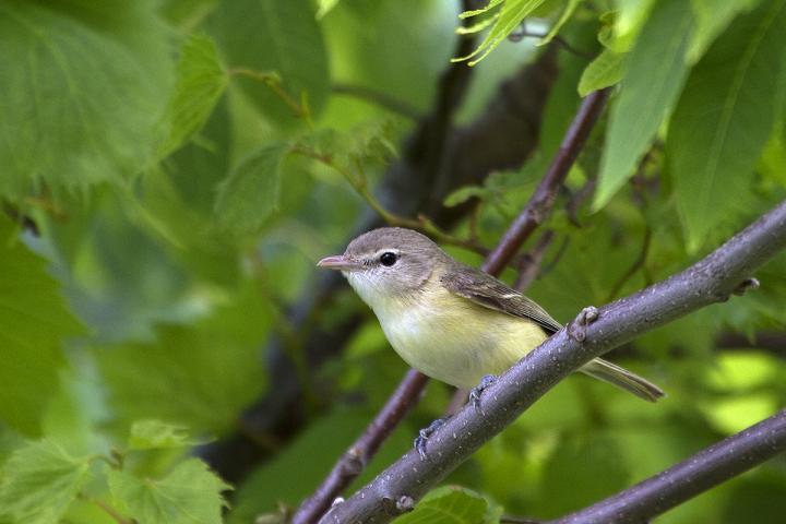 Bell's Vireo