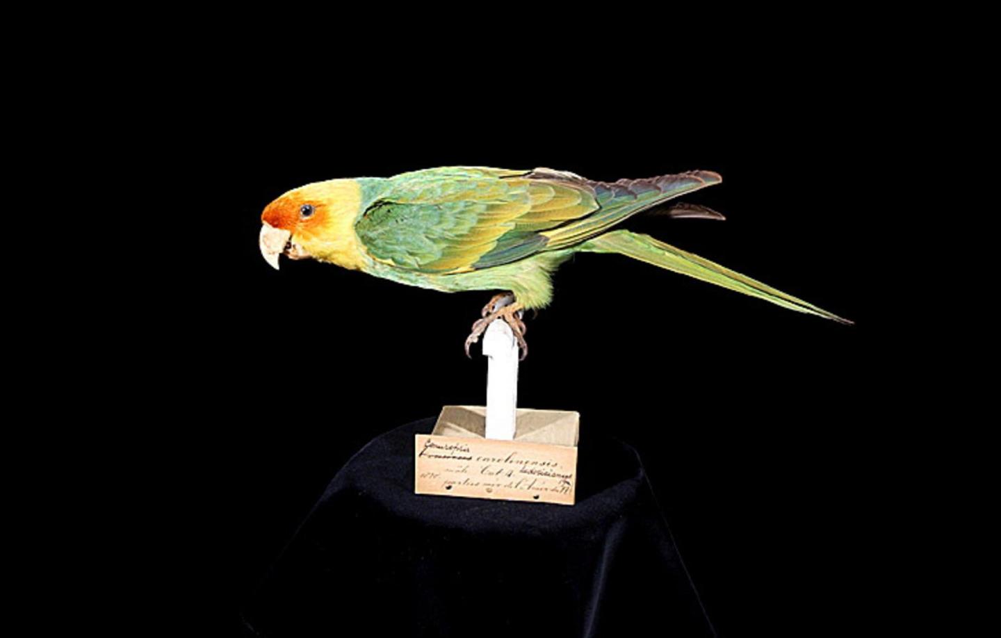 Carolina Parakeet, Male Specimen