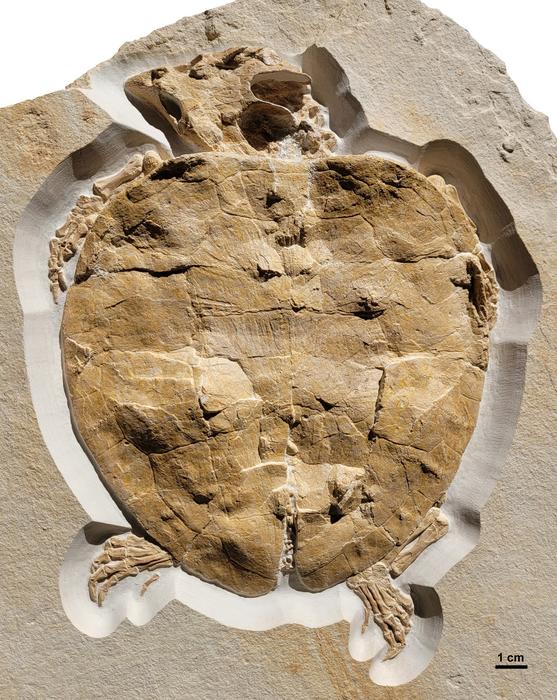 A new specimen of Solnhofia parsonsi from the Upper Jurassic (Kimmeridgian) Plattenkalk deposits of Painten (Bavaria, Germany) and comments on the relationship between limb taphonomy and habitat ecology in fossil turtles