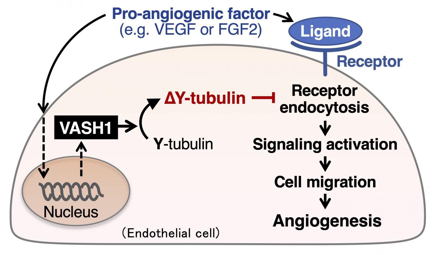 Schematic Diagram of the Angiogenic Signaling Modulating Mechanism through VASH1/ΔY-tubulin.