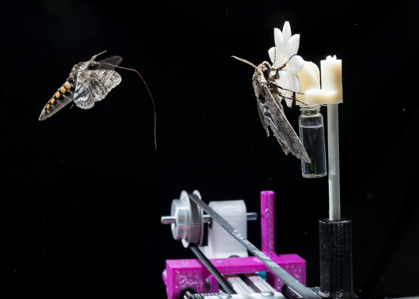 Night Vision in Tune with Nature in Hovering Hawkmoths (6 of 7)