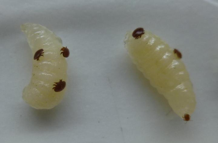 <i>Varroa</i> Mites on Bee Larvae