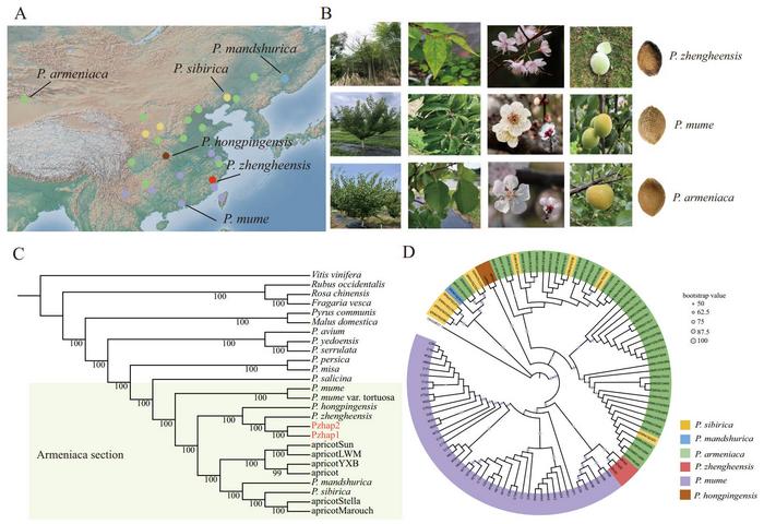 Geographical distribution, morphological comparison and phylogenetic analysis of P. zhengheensis with P. mume and apricot.