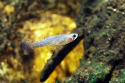 Mosquito Fish (<i>Gambusia holbrooki</i>)