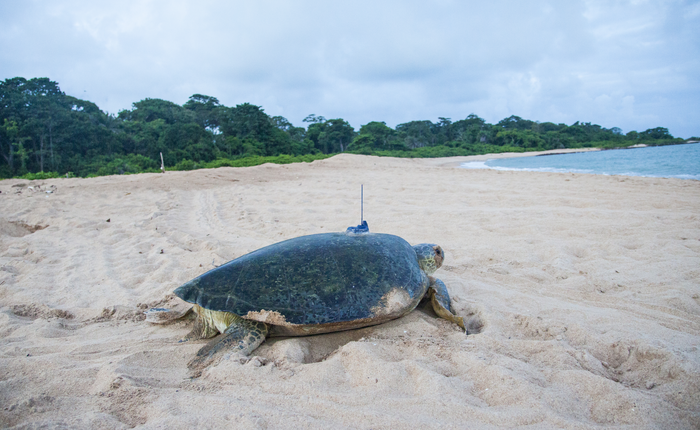 A tagged green turtle