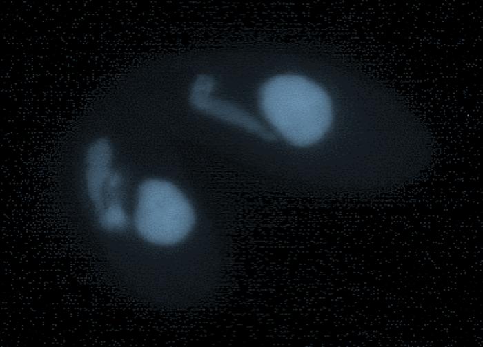 Two Mating Tetrahymena Going through Meiosis