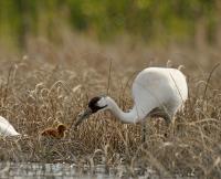 Whooping cranes at Texas wintering grounds