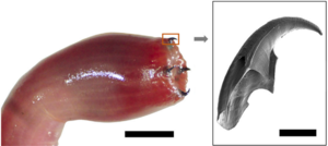 Bloodworm jaw