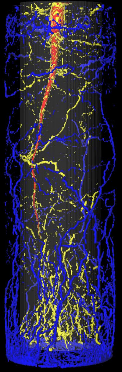Sugar Beet Roots Growing in a Cylindrical Pot
