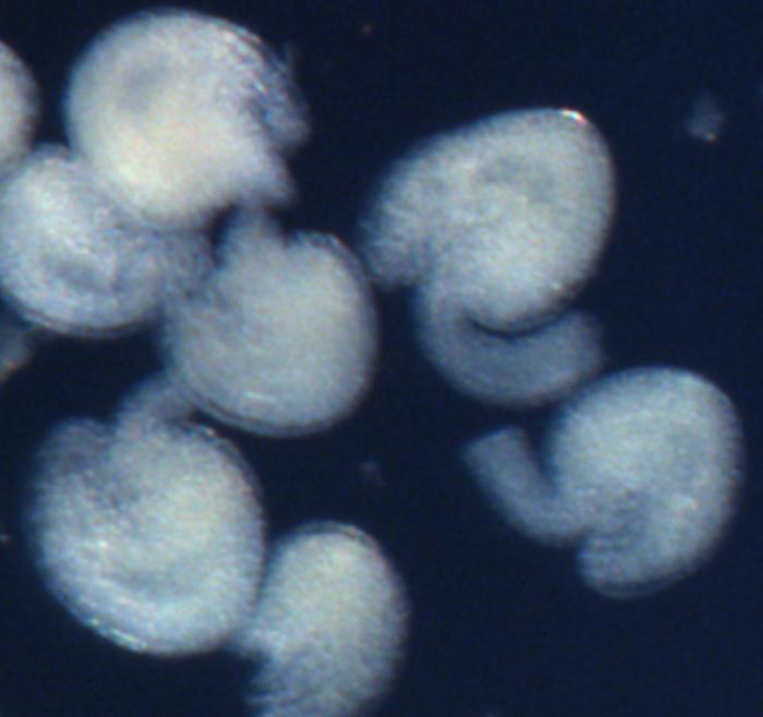 microscopic image of thele cress ovules