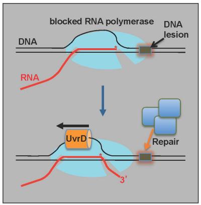 New Model of DNA Repair