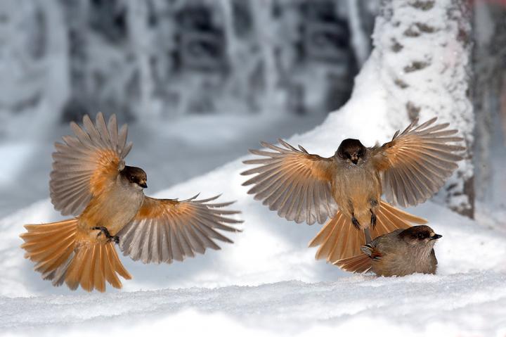 Family Livers but Not Yet Babysitters