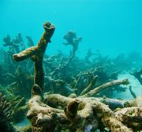 Degraded Coral Reefs at Lizard Island (2 of 3)