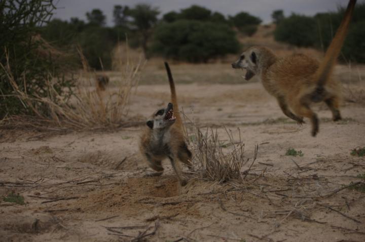 Subadult Meerkats Playing