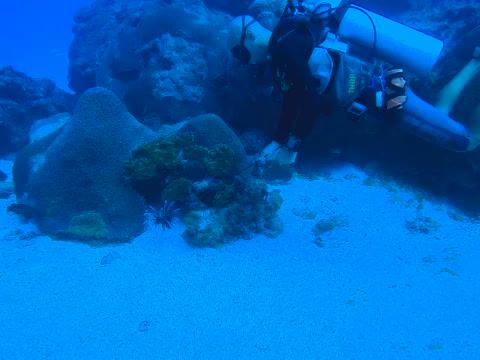 Lionfish Capture in Brazil