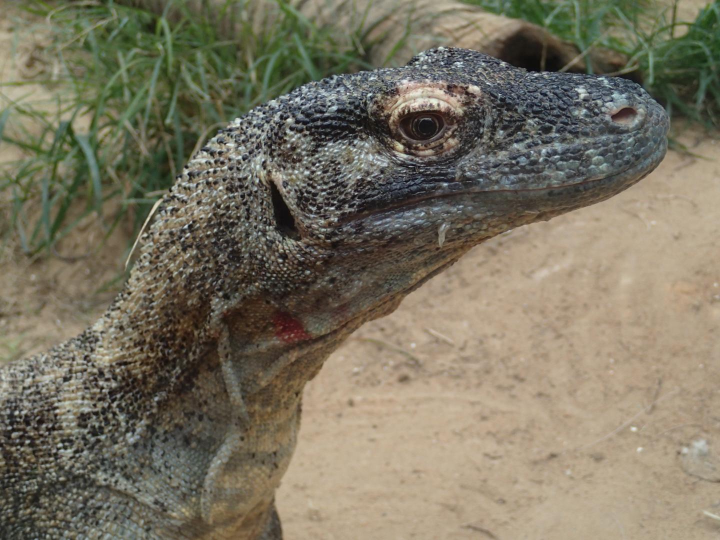 Antimicrobial Substances Identified in Komodo Dragon Blood
