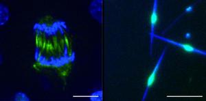 Dividing cells (left) and when rebuilt in vitro (right)