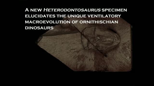 New fossil sheds light on the evolution of how dinosaurs breathed
