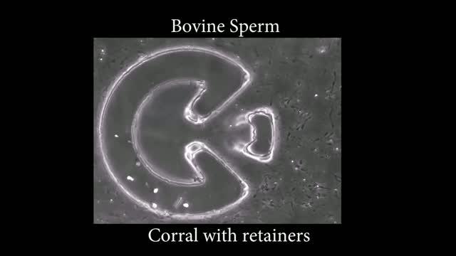 Corralling Sperm Speeds IVF Process