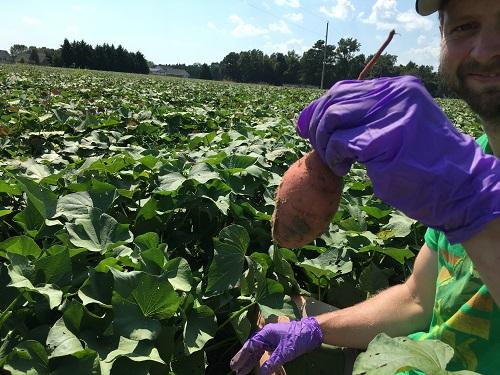 Charles Pepe-Ranney Collecting Sweet Potatoes