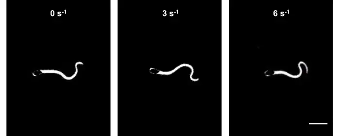 Dark-field microscopy of individual sperm at 200 frames per second in media with varying shear rates